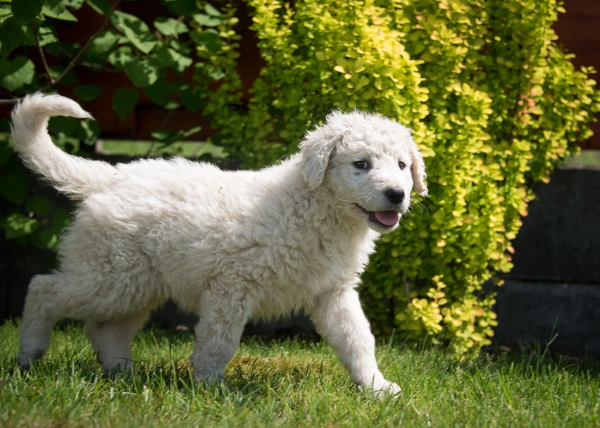 Kuvasz  Dogs Ras: Karakter, Levensduur & Prijs | Puppyplaats
