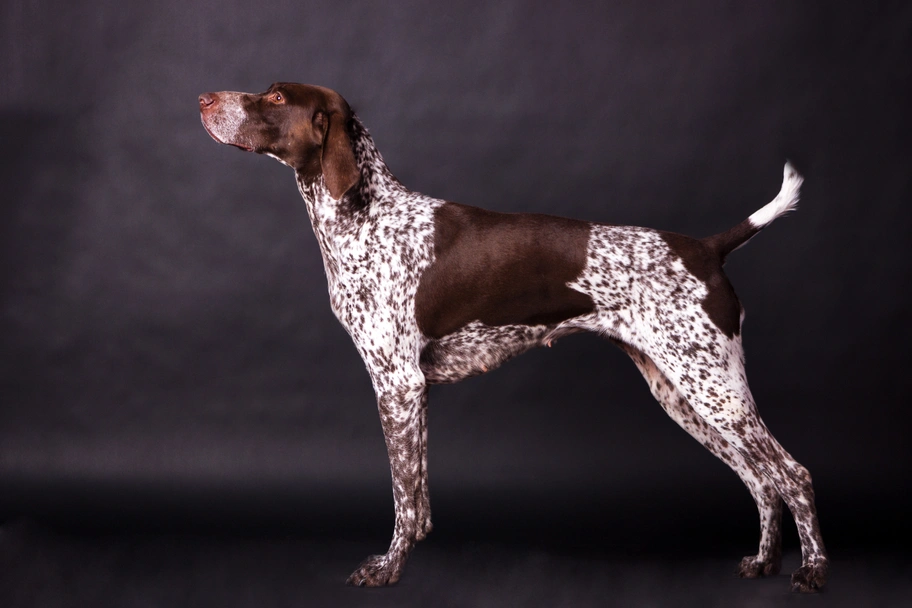 German Shorthaired Pointer Dogs Breed - Information, Temperament, Size & Price | Lancaster Puppies