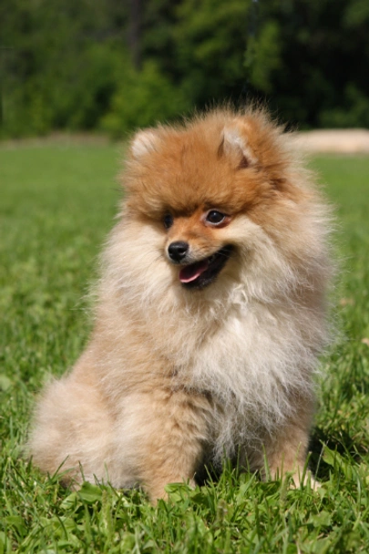 Pomeranian Dogs Breed - Information, Temperament, Size & Price | Pets4Homes