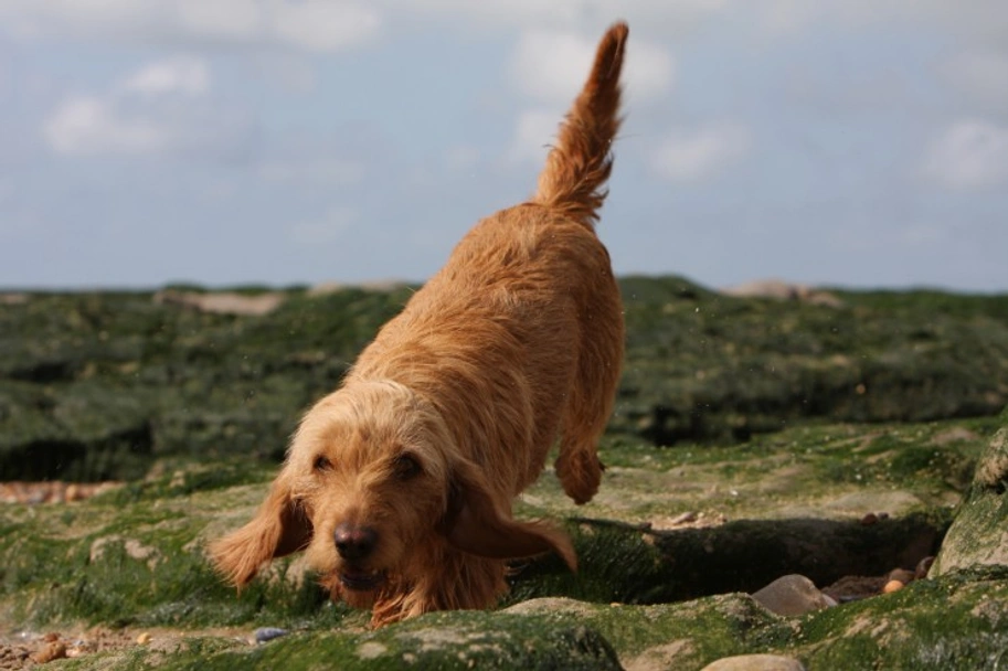 Basset Fauve De Bretagne Dogs Ras: Karakter, Levensduur & Prijs | Puppyplaats
