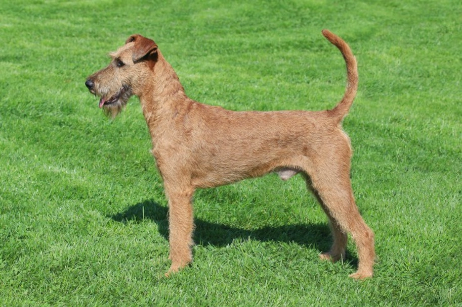 Irish Terrier Dogs Breed - Information, Temperament, Size & Price | Lancaster Puppies