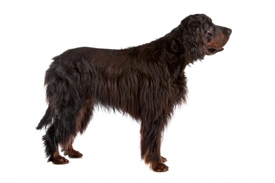 Gordon Setter Dogs Breed - Information, Temperament, Size & Price | Lancaster Puppies