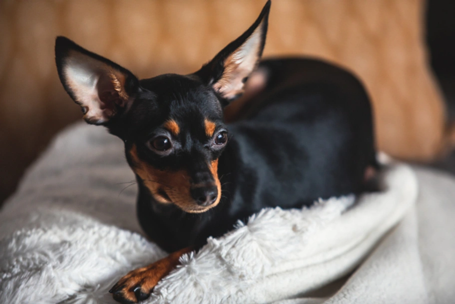Russian Toy Terrier Dogs Breed - Information, Temperament, Size & Price | Lancaster Puppies