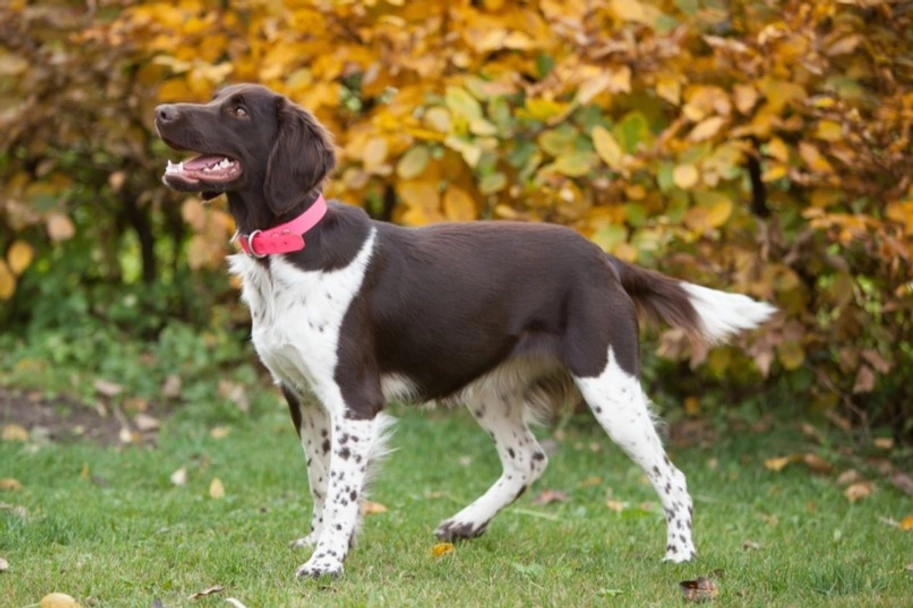 Heidewachtel Dogs Ras: Karakter, Levensduur & Prijs | Puppyplaats