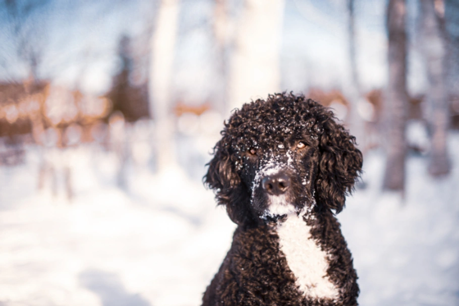 Portuguese Water Dog Dogs Breed - Information, Temperament, Size & Price | Lancaster Puppies