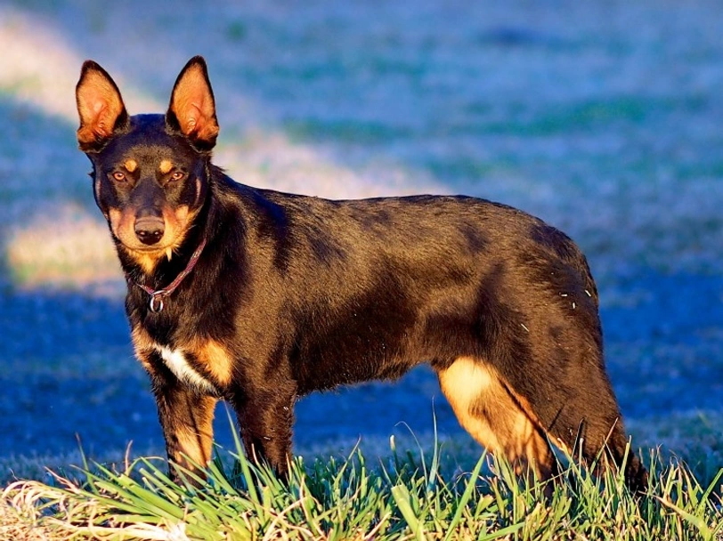 Kelpie Australiano Dogs Razza - Prezzo, Temperamento & Foto | AnnunciAnimali