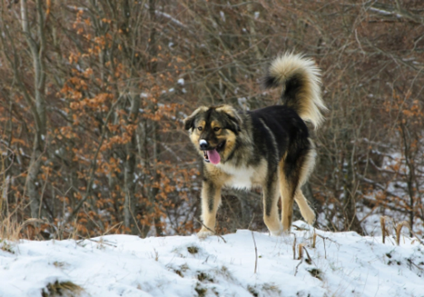 Sarplaninac Dogs Raza - Características, Fotos & Precio | MundoAnimalia
