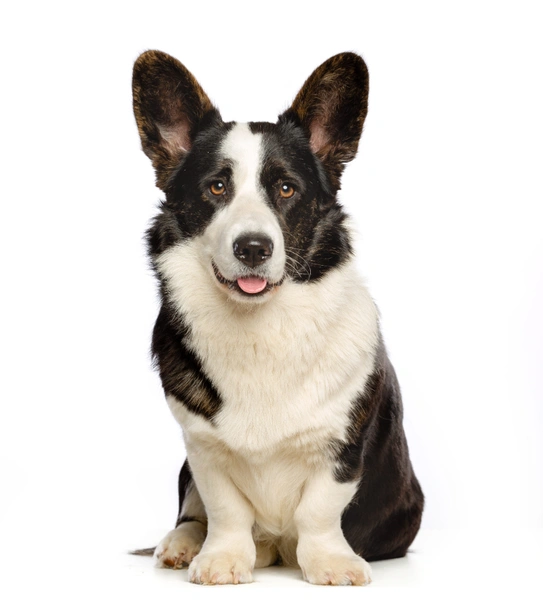 Welsh Corgi Cardigan Dogs Breed - Information, Temperament, Size & Price | Lancaster Puppies