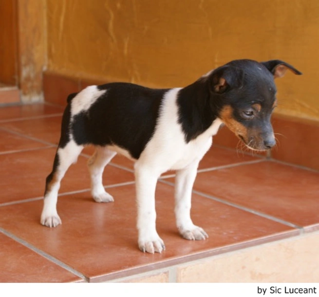 Gos Rater Valencià Dogs Raza - Características, Fotos & Precio | MundoAnimalia