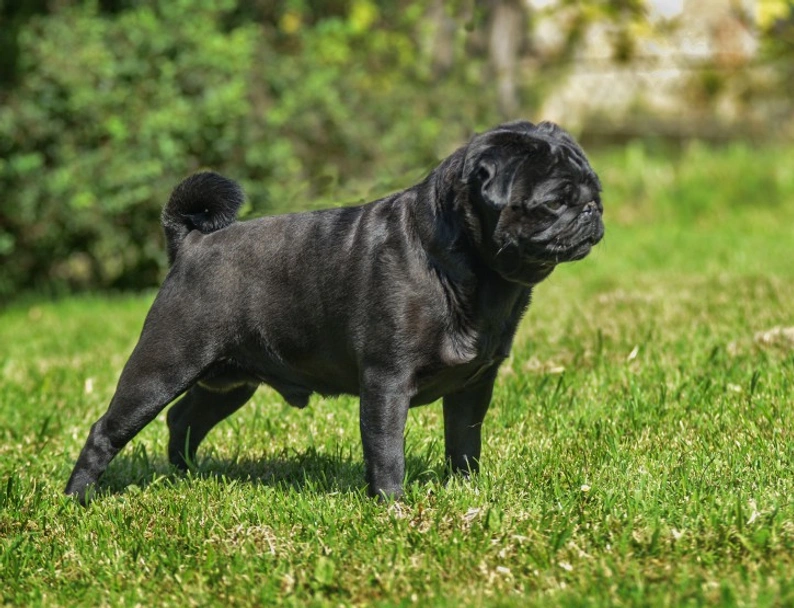 Pug Dogs Breed - Information, Temperament, Size & Price | Pets4Homes