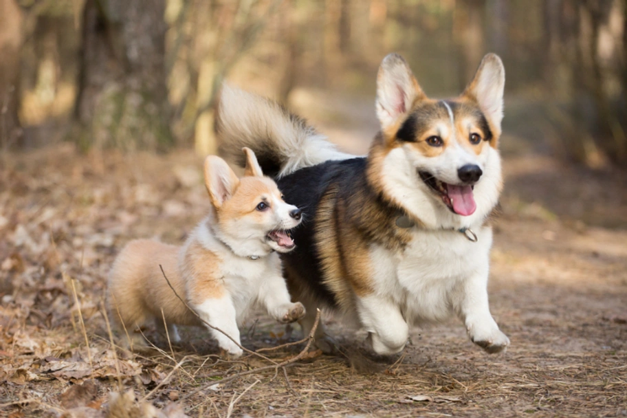 Welsh Corgi Pembroke Dogs Raza - Características, Fotos & Precio | MundoAnimalia