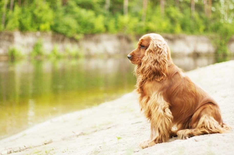 Cocker Spaniel Dogs Breed - Information, Temperament, Size & Price | Pets4Homes