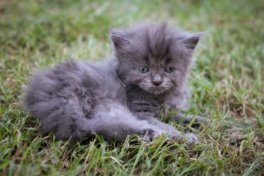  Nebelung Cats Razza - Prezzo, Temperamento & Foto | AnnunciAnimali