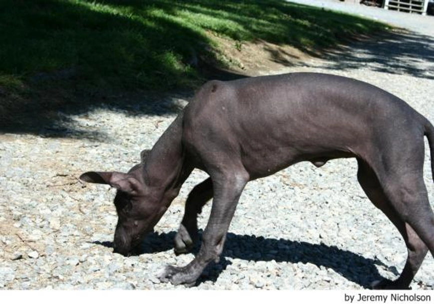 Xoloitzcuintle - Perro Sin Pelo Mexicano Dogs Raza - Características, Fotos & Precio | MundoAnimalia