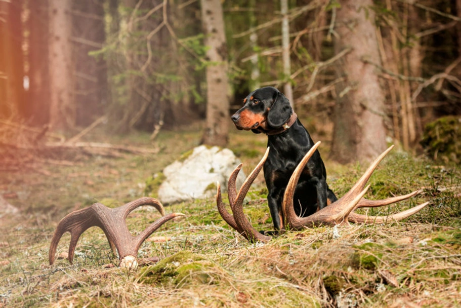 Slovensky Kopov Dogs Breed - Information, Temperament, Size & Price | Lancaster Puppies