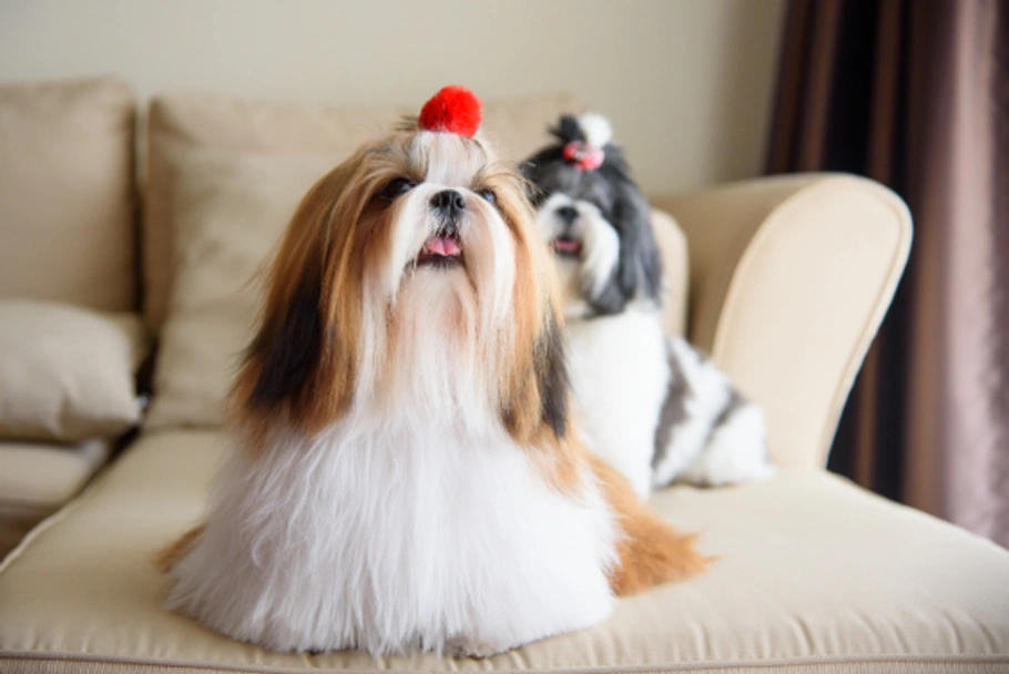 Shih Tzu Dogs Breed - Information, Temperament, Size & Price | Pets4Homes