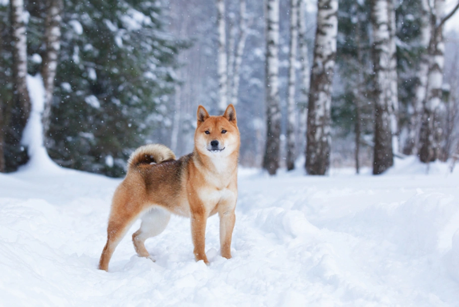 Japanese Shiba Inu Dogs Breed - Information, Temperament, Size & Price | Pets4Homes