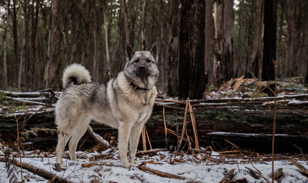 Norwegian Elkhound Dogs Breed - Information, Temperament, Size & Price | Lancaster Puppies