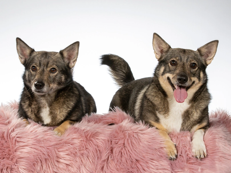 Swedish Vallhund Dogs Breed - Information, Temperament, Size & Price | Pets4Homes