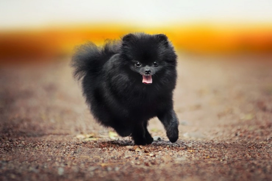 Pomeranian Dogs Breed - Information, Temperament, Size & Price | Pets4Homes