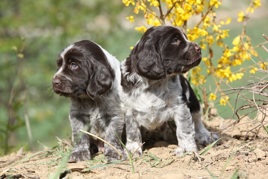 Wachtelhund Dogs Razza - Prezzo, Temperamento & Foto | AnnunciAnimali