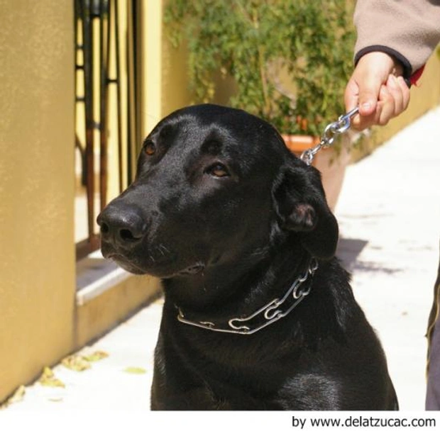 Ca de Bestiar - Perro de Pastor Mallorquín Dogs Raza - Características, Fotos & Precio | MundoAnimalia