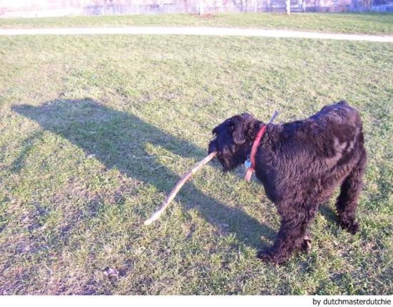 Riesenschnauzer Dogs Ras: Karakter, Levensduur & Prijs | Puppyplaats