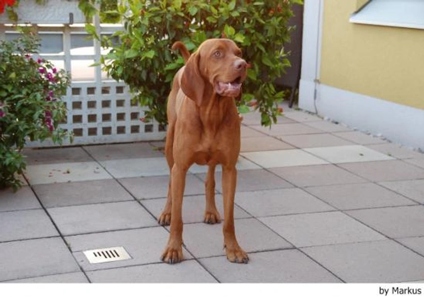 Vizsla korthaar Dogs Ras: Karakter, Levensduur & Prijs | Puppyplaats