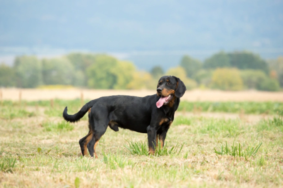 Slovensky Kopov Dogs Breed - Information, Temperament, Size & Price | Lancaster Puppies