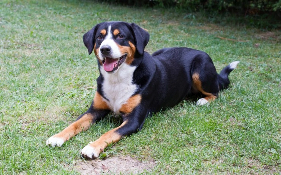 Entlebucher Mountain Dog Dogs Breed - Information, Temperament, Size & Price | Pets4Homes