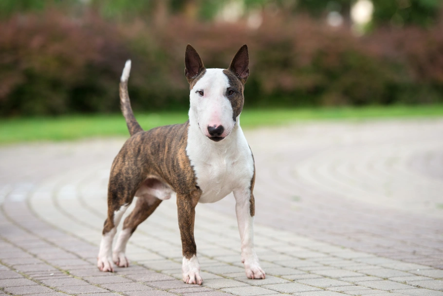 Bull Terrier Miniatura Dogs Razza - Prezzo, Temperamento & Foto | AnnunciAnimali