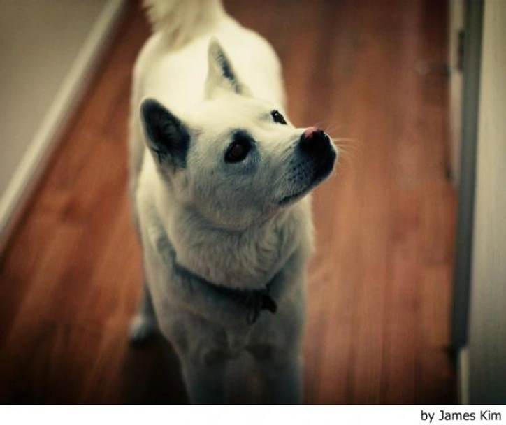 Perro Jindo Coreano Dogs Raza - Características, Fotos & Precio | MundoAnimalia