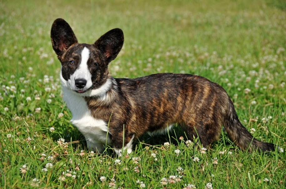 Welsh Corgi Cardigan Dogs Breed - Information, Temperament, Size & Price | Lancaster Puppies