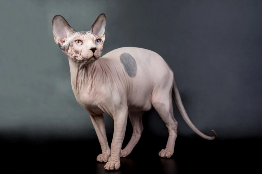Sphynx Cats Razza - Prezzo, Temperamento & Foto | AnnunciAnimali