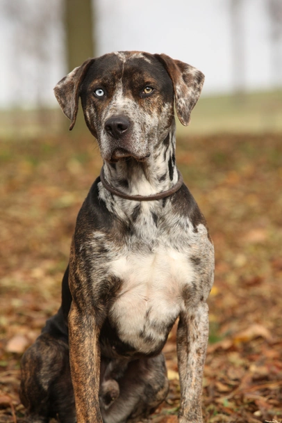 Catahoula Leopard Dog Dogs Breed - Information, Temperament, Size & Price | Pets4Homes