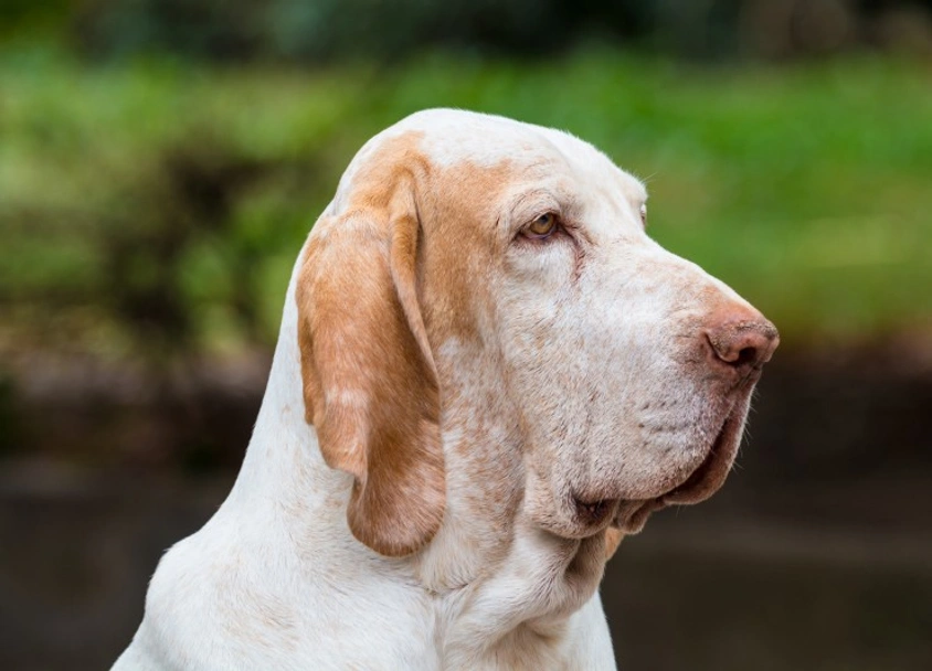 Bracco Italiano Dogs Breed - Information, Temperament, Size & Price | Pets4Homes