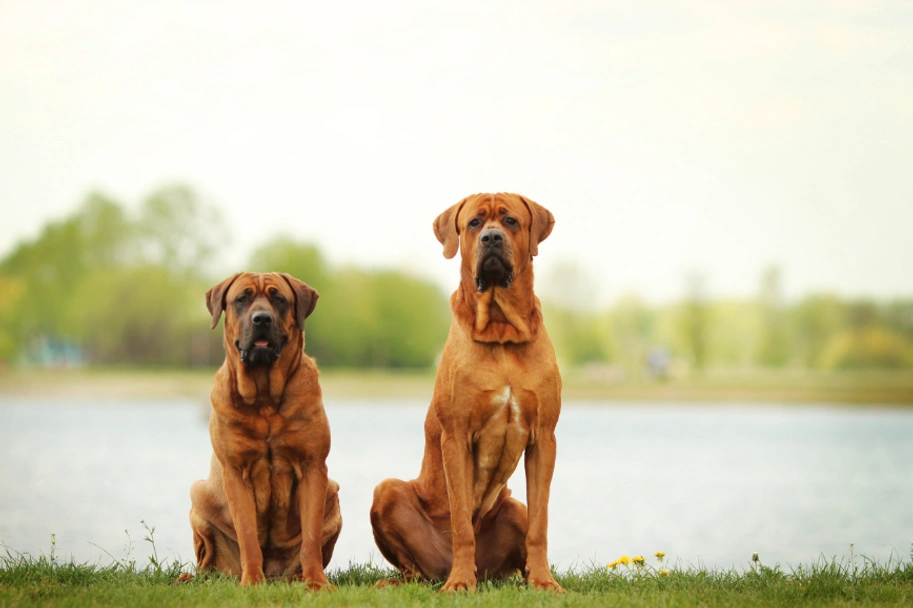 Tosa Dogs Ras: Karakter, Levensduur & Prijs | Puppyplaats