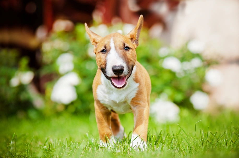Bull Terrier Miniatura Dogs Razza - Prezzo, Temperamento & Foto | AnnunciAnimali