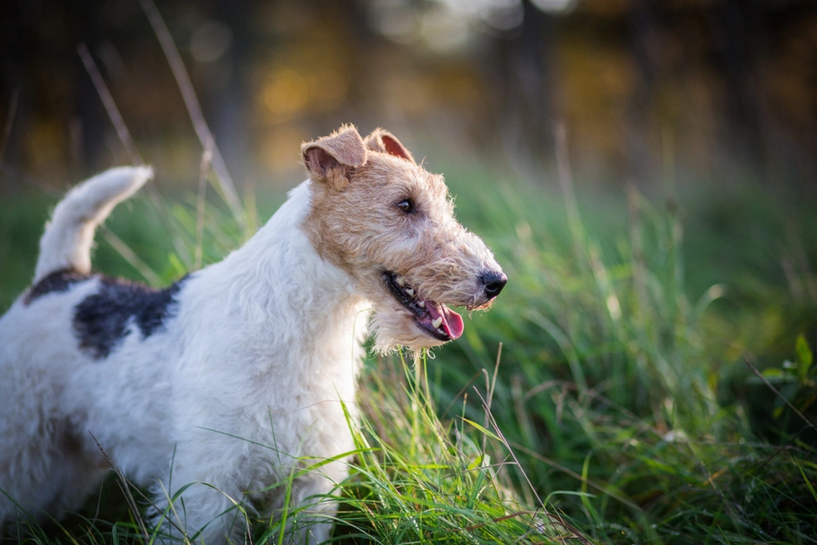 Fox Terriër Draadhaar Dogs Ras: Karakter, Levensduur & Prijs | Puppyplaats