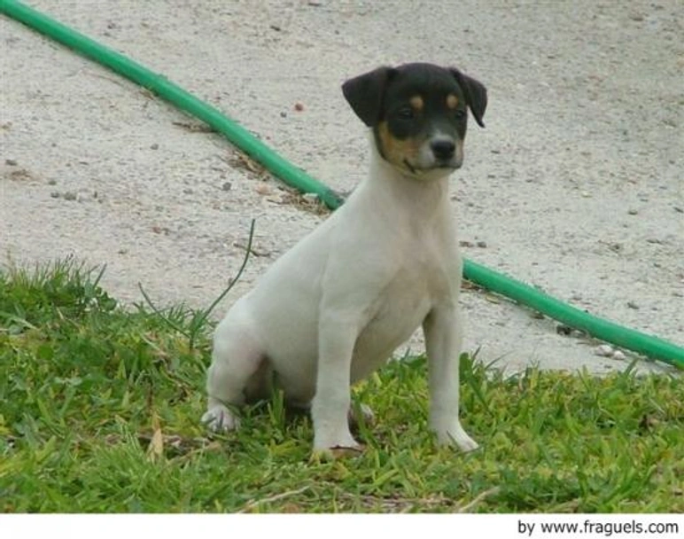 Ratonero Bodeguero Andaluz Dogs Raza - Características, Fotos & Precio | MundoAnimalia