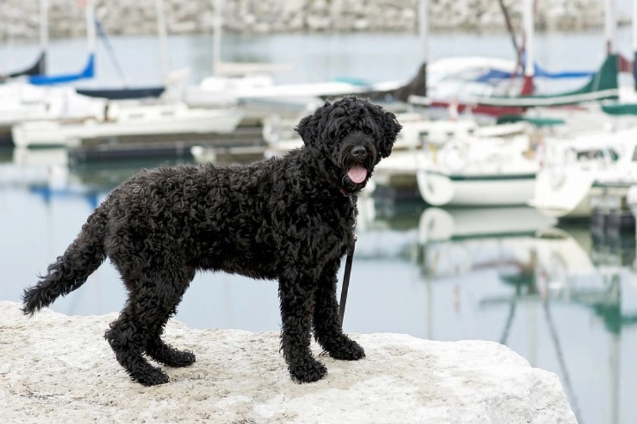 Portuguese Water Dog Dogs Breed - Information, Temperament, Size & Price | Lancaster Puppies