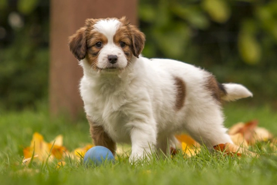 Kooikerhondje Dogs Breed - Information, Temperament, Size & Price | Pets4Homes