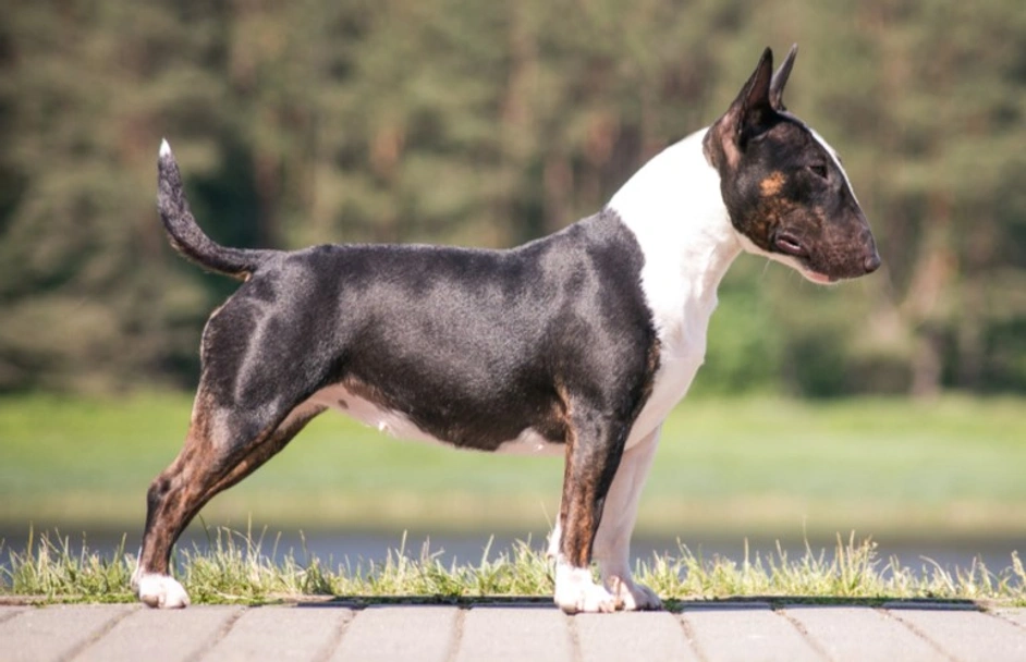 Bull Terrier Miniatura Dogs Razza - Prezzo, Temperamento & Foto | AnnunciAnimali
