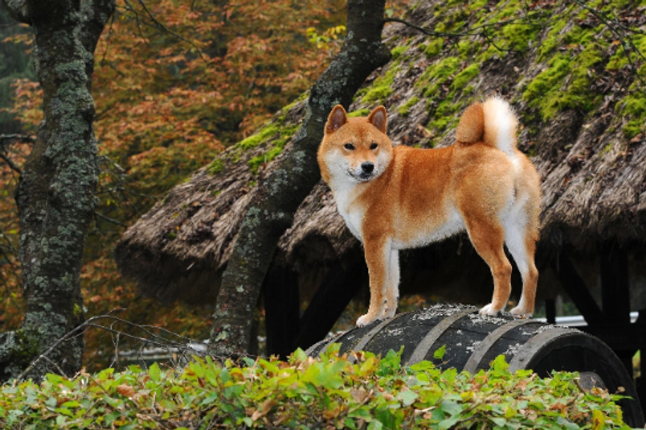 Japanese Shiba Inu Dogs Breed - Information, Temperament, Size & Price | Pets4Homes