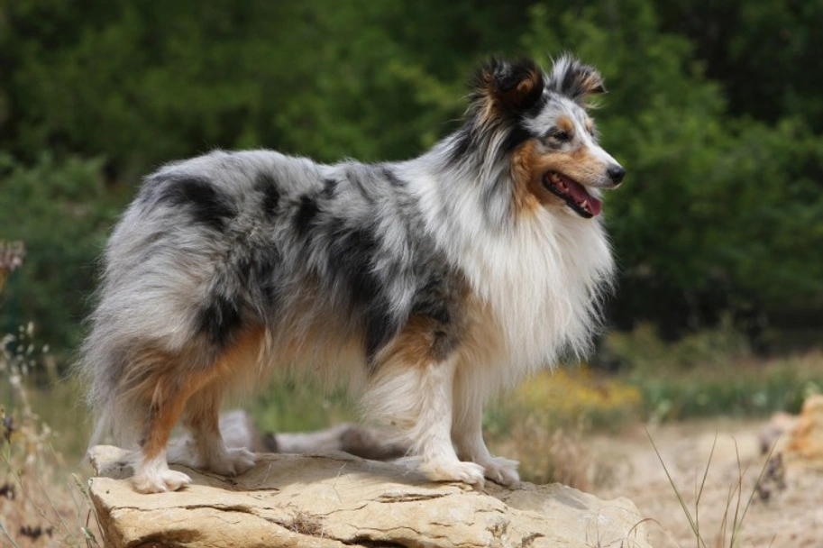 Shetland Sheepdog Dogs Breed - Information, Temperament, Size & Price | Lancaster Puppies