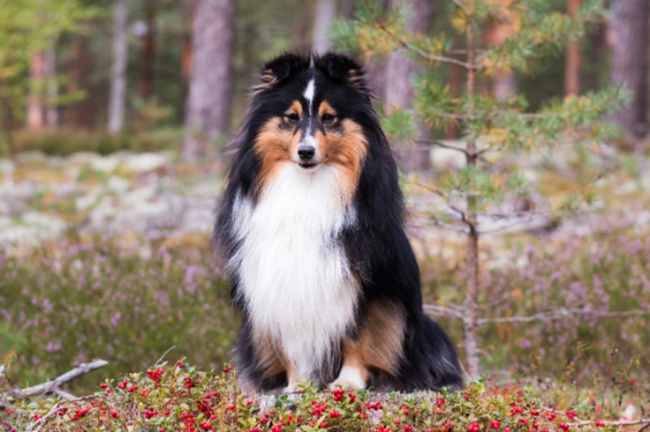 Shetland Sheepdog Dogs Breed - Information, Temperament, Size & Price | Lancaster Puppies
