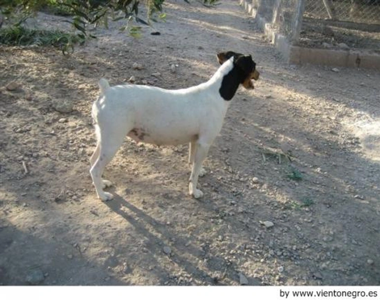 Ratonero Bodeguero Andaluz Dogs Raza - Características, Fotos & Precio | MundoAnimalia