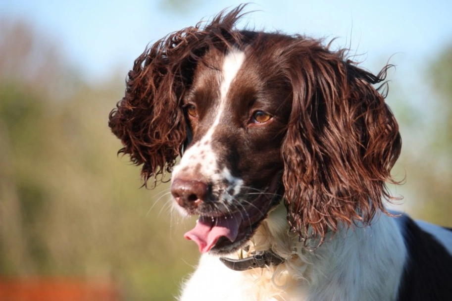 English Springer Spaniel Dogs Raza - Características, Fotos & Precio | MundoAnimalia