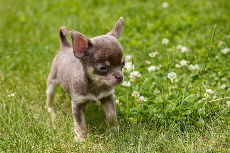 Chihuahua Dogs Razza - Prezzo, Temperamento & Foto | AnnunciAnimali