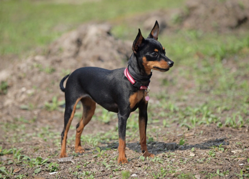 Ratón de Praga Dogs Raza - Características, Fotos & Precio | MundoAnimalia